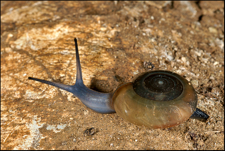 Chiocciola in grotta